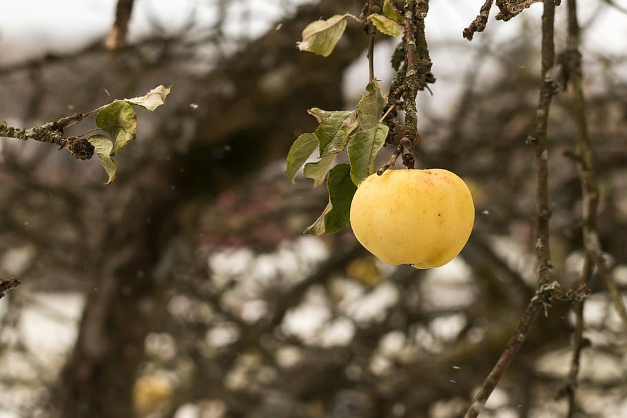 Apple, Tree, Fruit, Branch, apple branch, yellow, hanging, citrus fruit HD wallpaper