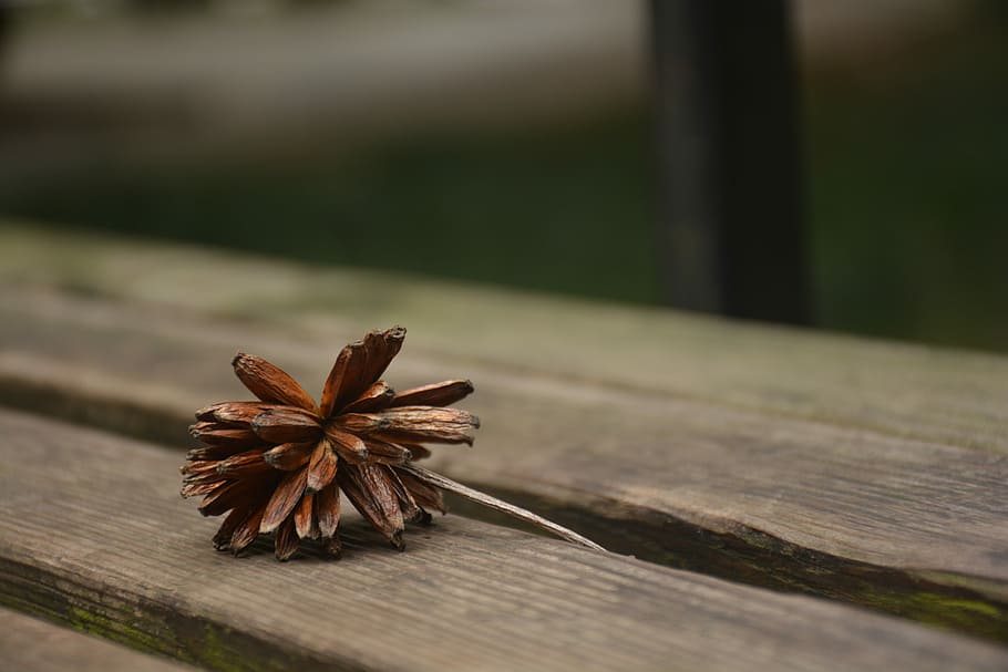 Wither, Withers, Life, selective focus, no people, day, focus on foreground HD wallpaper