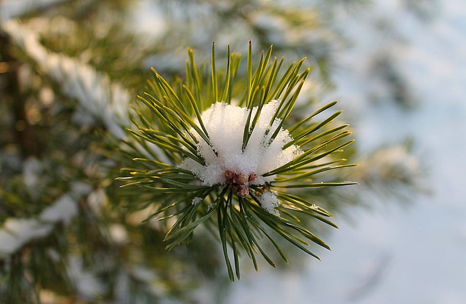 winter, snow, spruce, winter forest, krupnyj plan, plant, pine tree HD wallpaper