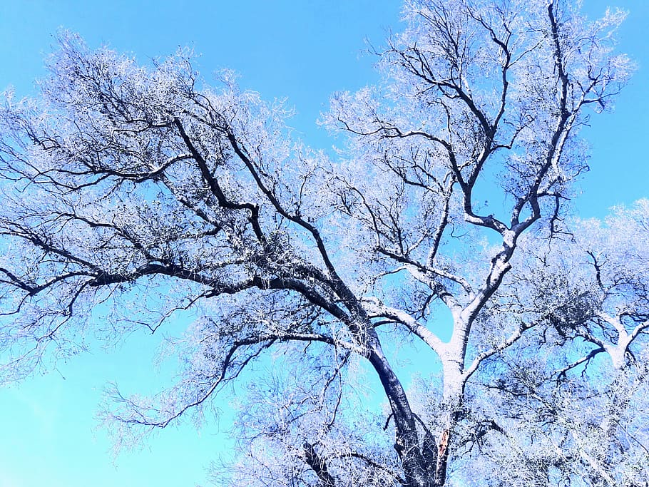 tree, sky, blue sky, seasons, nature, black star canyon, orange county, HD wallpaper