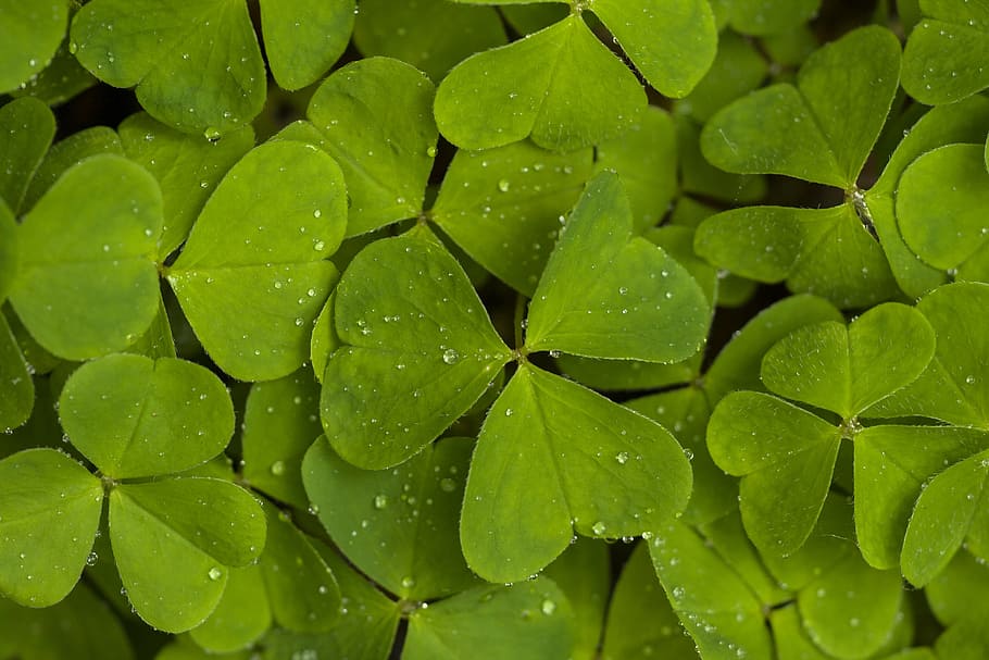 Wood-sorrel 1080p, 2k, 4k, 5k Hd Wallpapers Free Download 