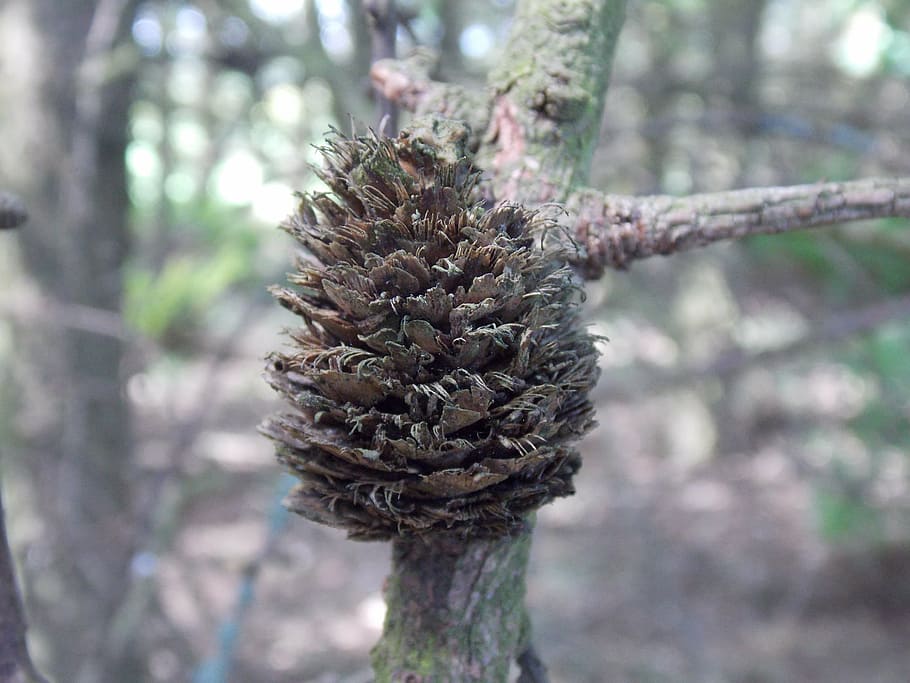pinecone, tree, branch, macro, close, woods, forest, nature HD wallpaper