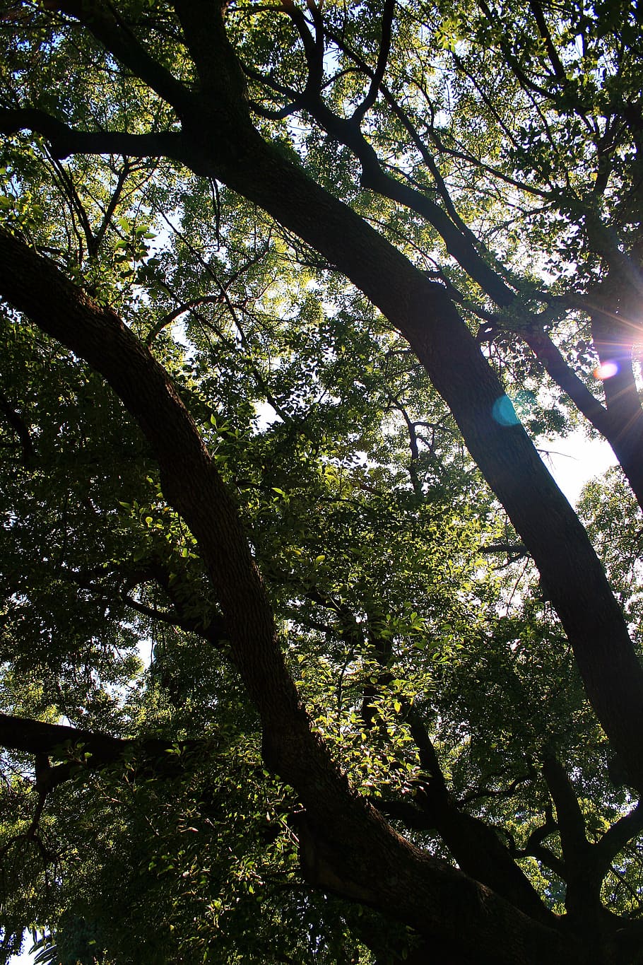 oak tree, large, spread out, sun, focus, plant, growth, sunlight HD wallpaper