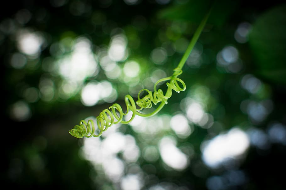 green vine curl stem selective-focus photography, green plant in selective focus photography HD wallpaper