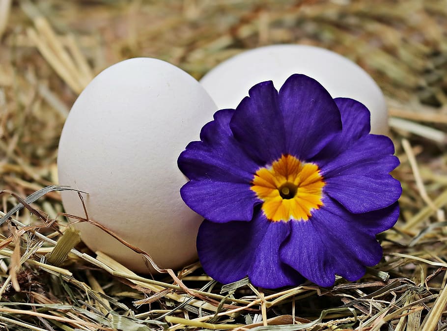 purple primrose flower beside two white eggs, straw, blossom HD wallpaper