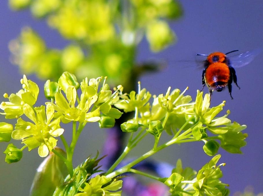 hummel, fly, summer, insect, nature, bee, flower, plant, animal HD wallpaper