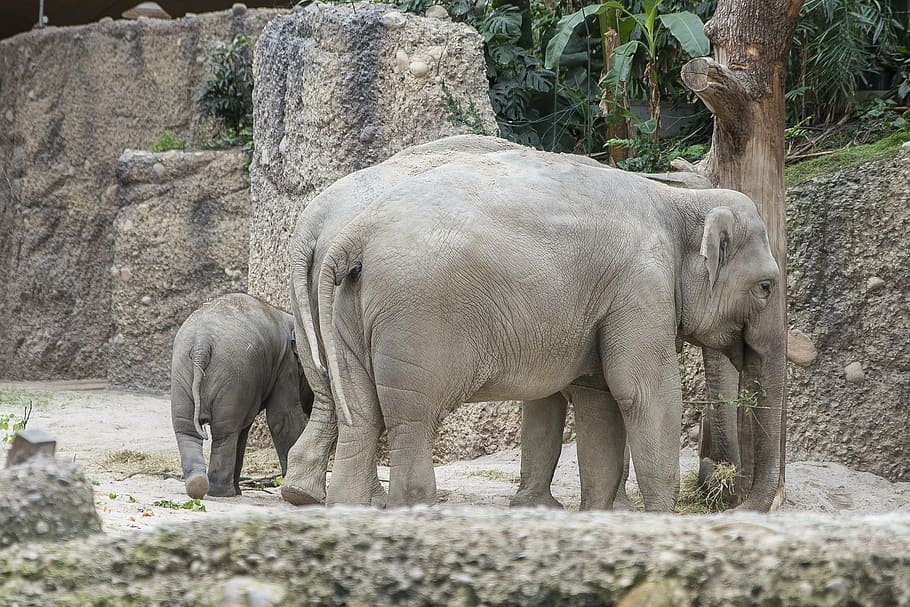 zoo, elephant, cub, parent, zurich zoo, mammal, animal, wildlife HD wallpaper
