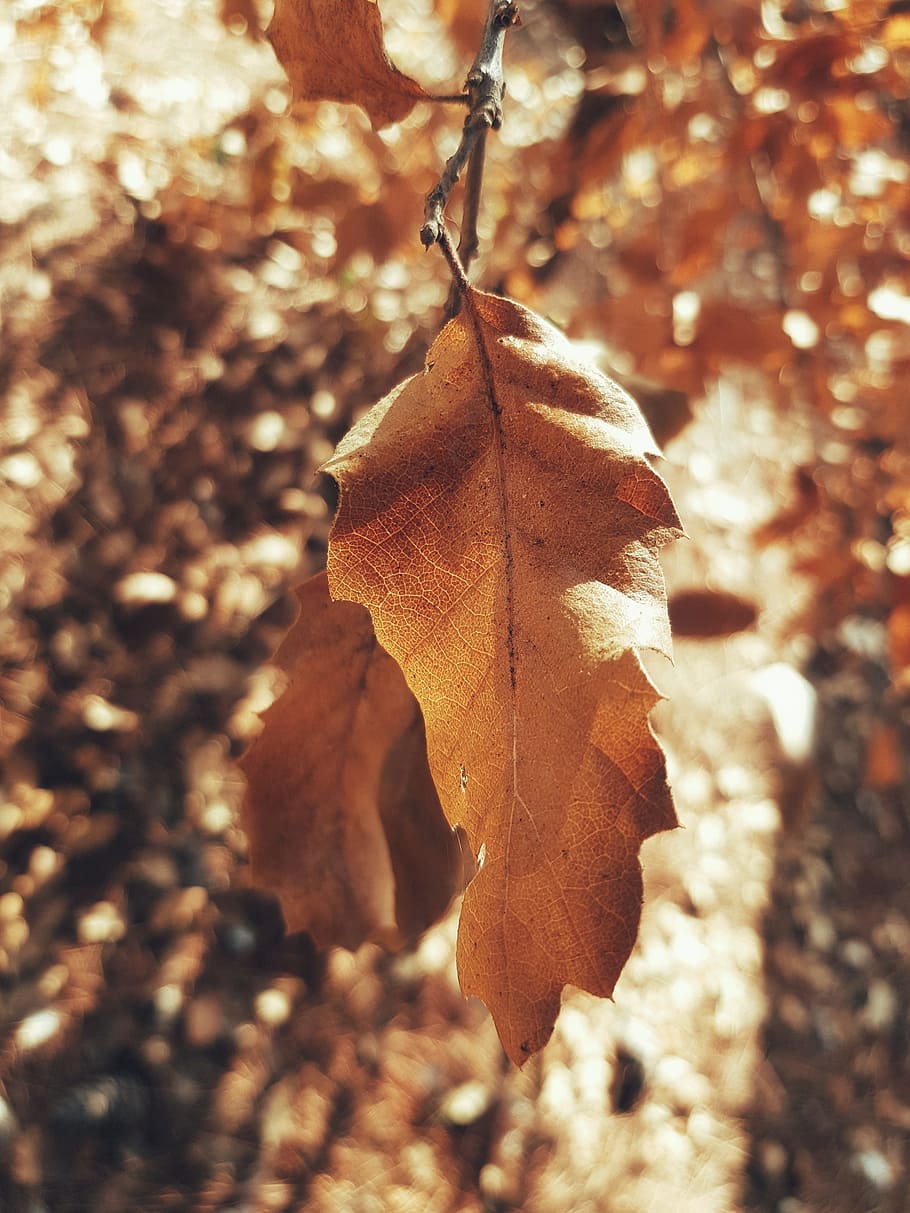 leaf, nature, fall, tree, flora, plant part, autumn, close-up HD wallpaper