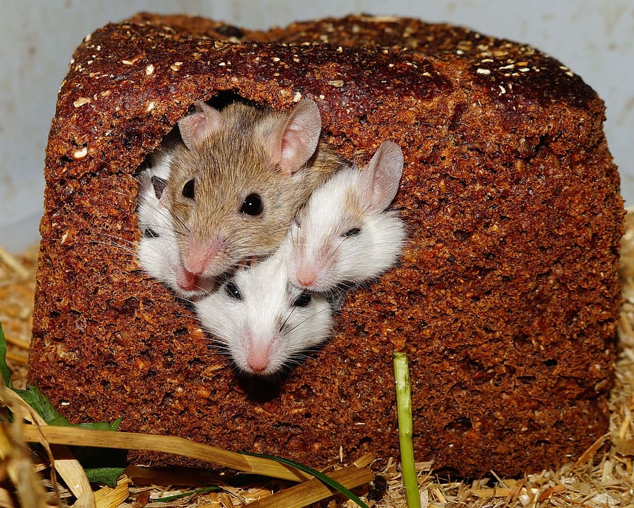 Four Small White Brown Mice Poking Their Heads Out from a Bread Loaf, HD wallpaper