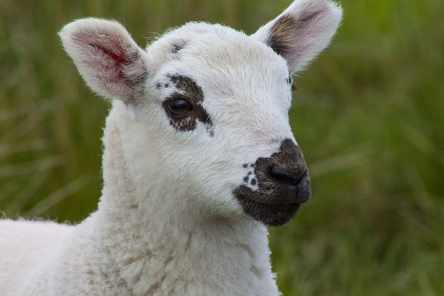 white lamb on grass field during day, farm, cute, sheep, animal HD wallpaper
