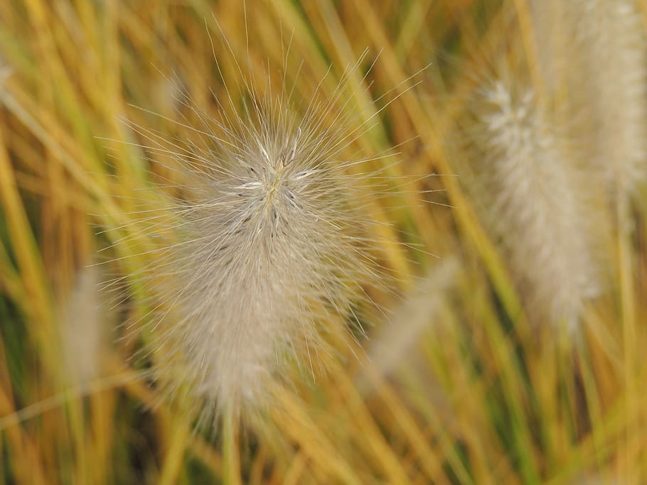 Grass, Threads, Halme, Autumn, dandelion, flower, nature, growth HD wallpaper
