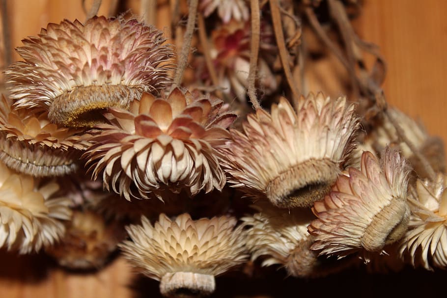nature, plant, close-up, no people, selective focus, indoors HD wallpaper