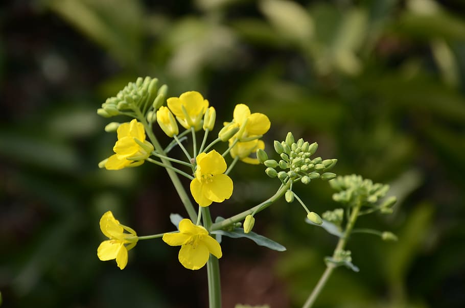 yellow, rape, flower, flowering plant, freshness, beauty in nature HD wallpaper