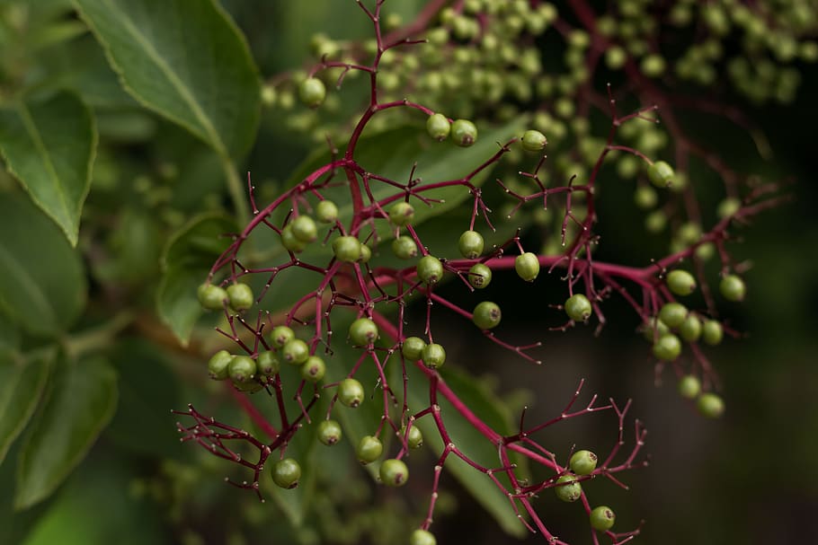 wild, green, berry, plant, growth, fruit, food and drink, healthy eating HD wallpaper