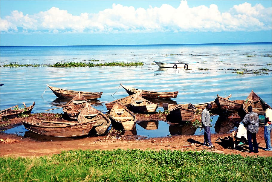 row boats in lakes, lake victoria, uganda, africa, water, sea