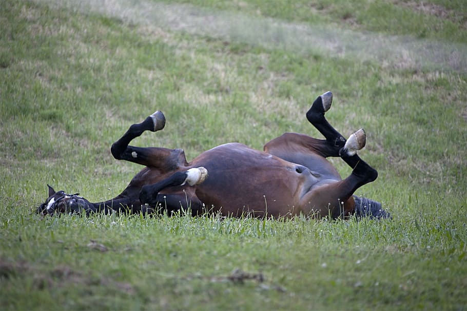 brown horse lying on grass, Mare, Rolling, Meadow, wälzend HD wallpaper