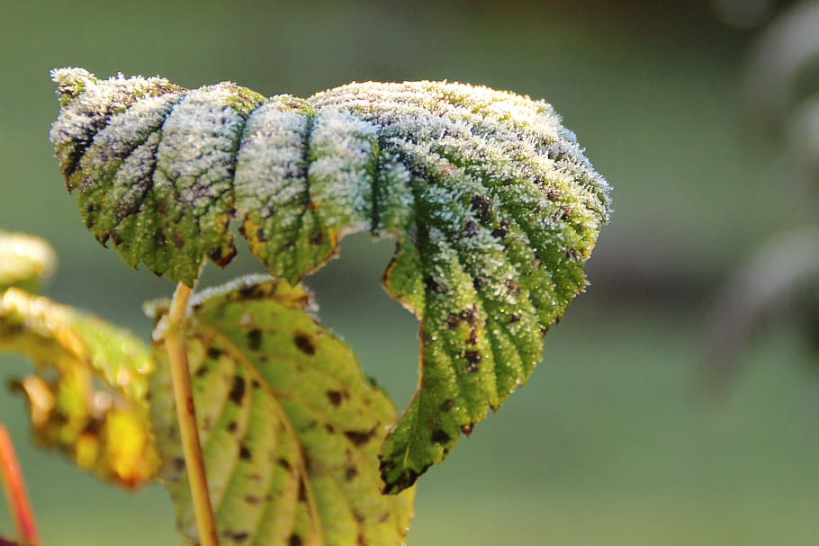 frost, cold, winter, hoarfrost, plant, focus on foreground HD wallpaper