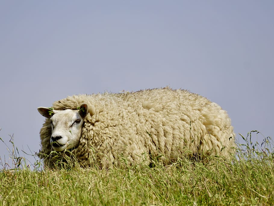 Sheep, Wool, Grass, Chill Out, concerns, rest, dike, meadow HD wallpaper