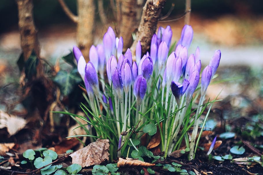Crocus, Spring, Bloom, Garden, kvetina, purple, flower, nature HD wallpaper