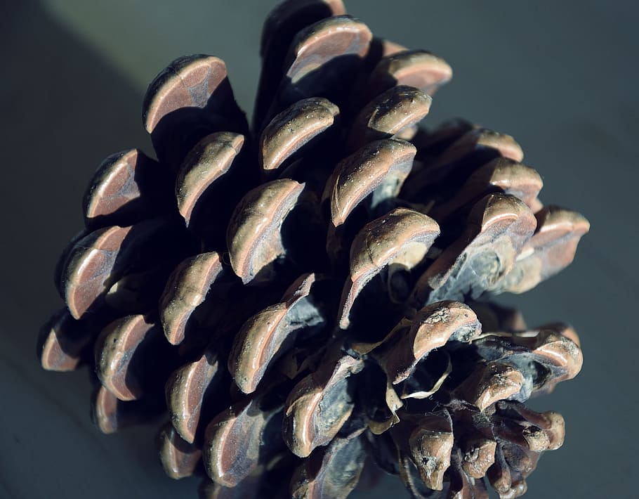 pine cones, pine nuts, tap, forest, seeds, close-up, still life HD wallpaper