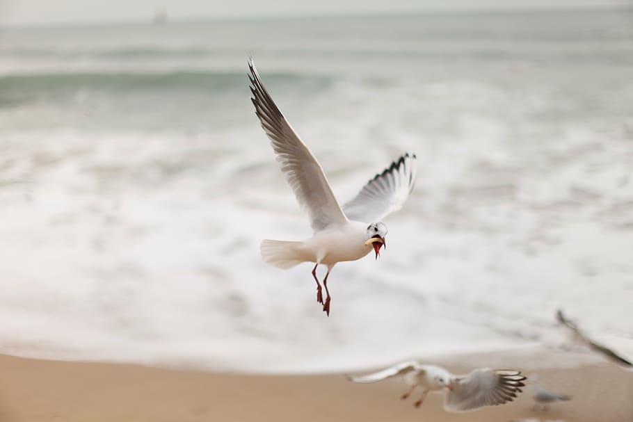 seagull, new, flying, animal wildlife, animals in the wild HD wallpaper