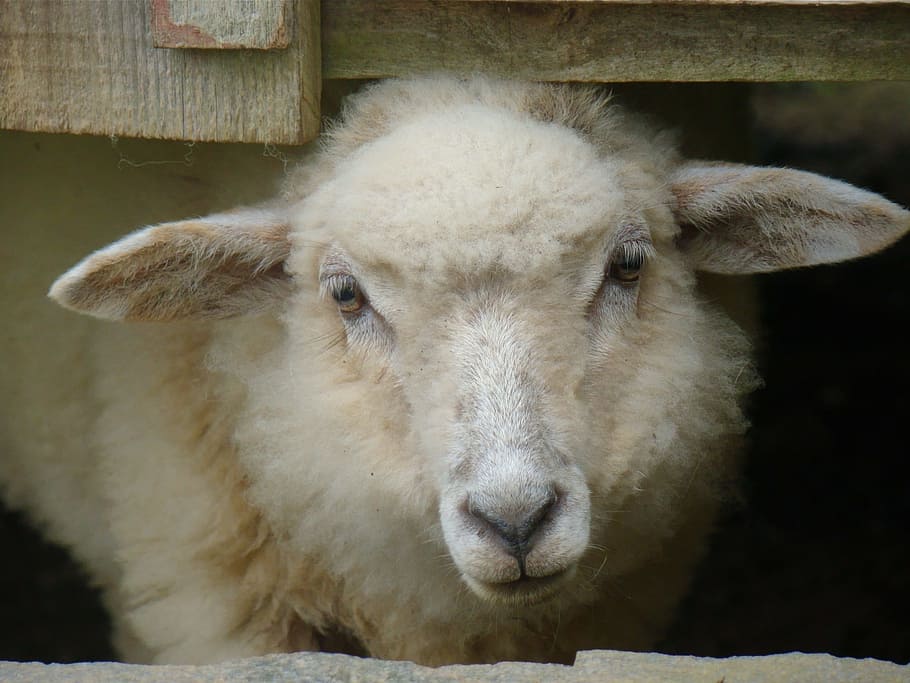 Sheep, Lamb, Wool, one animal, animal themes, domestic animals HD wallpaper