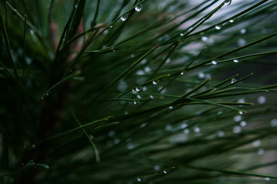 needles, conifer, macro, tree, closeup, green, evergreen, wet HD wallpaper