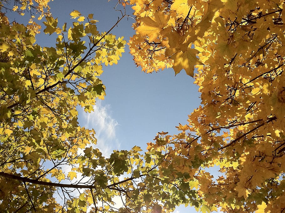 trees, forest, clearing, cloud, sky, blue, day, nature, fall HD wallpaper