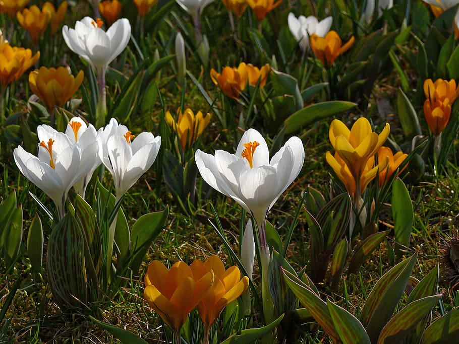 crocus, white, orange, spring, flower, blossom, bloom, yellow HD wallpaper