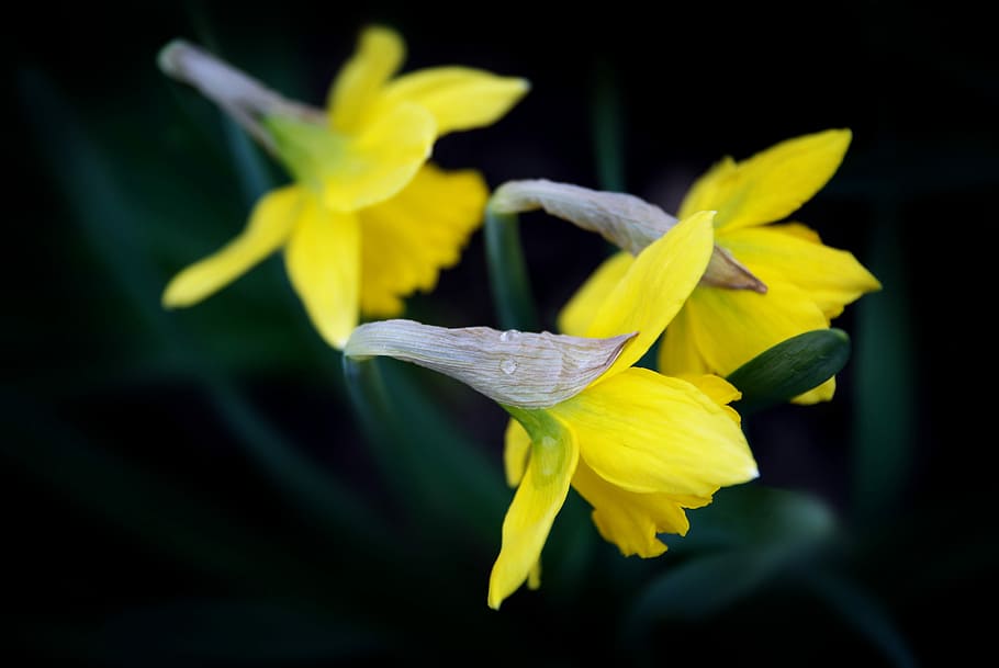 closeup photo of yellow petaled flowers, blooming yellow flowers HD wallpaper
