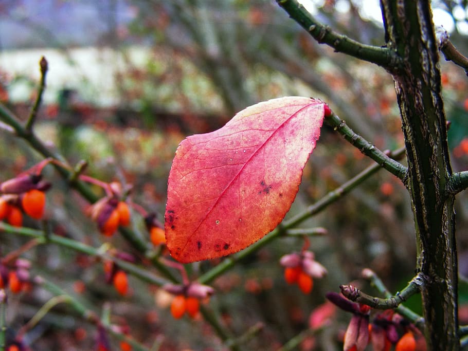 leaf, fall, autumn, season, red, colorful, nature, natural HD wallpaper