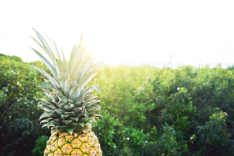 nature, sunny, pineapple, plants, bright, close -up, colors, environment HD wallpaper