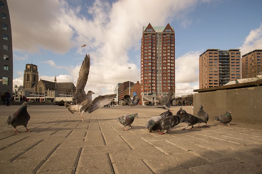 office, tower, seagull, pavement, cityscape, scene, downtown HD wallpaper