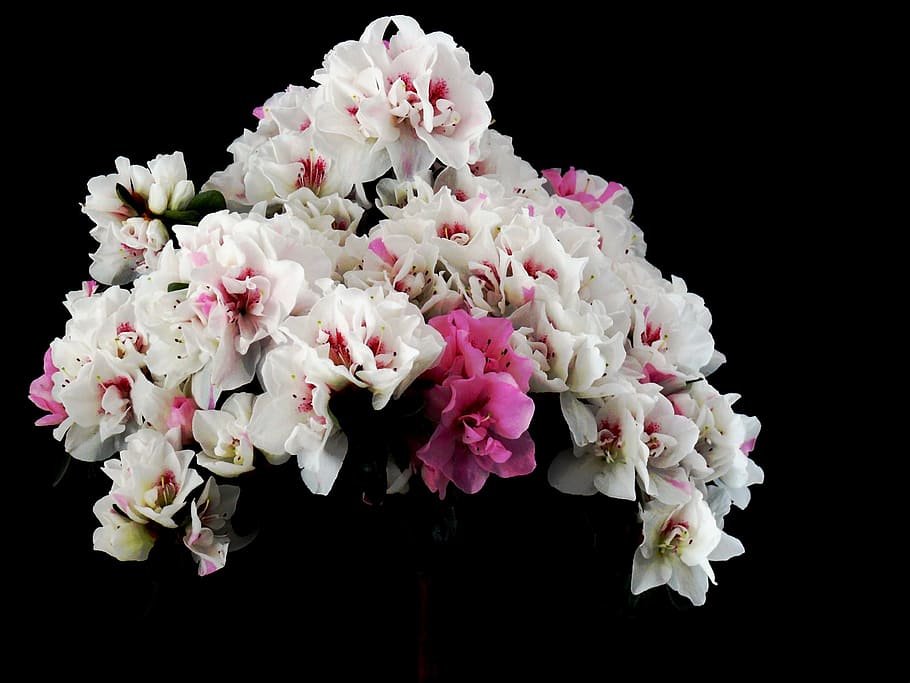 flowers, spring, white, nature, full bloom, pink, early bloomer HD wallpaper