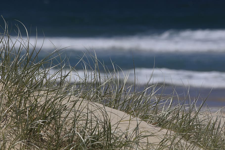 beach, summer, grass, water, plant, nature, growth, no people HD wallpaper