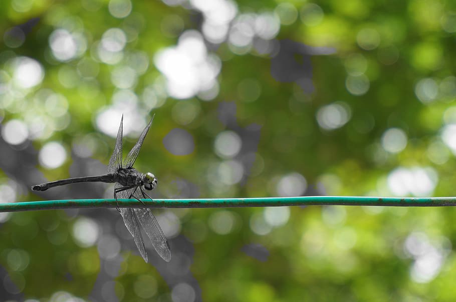 dragonfly, insect, bug, animal themes, animal wildlife, focus on foreground HD wallpaper