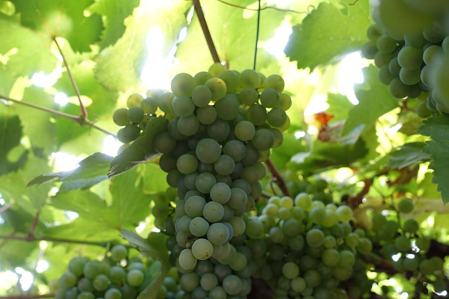 grapes, fruit, wine, food and drink, growth, healthy eating HD wallpaper