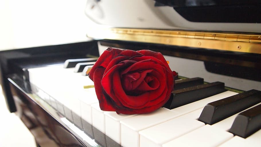 red rose on piano, living room, romantic, keys, atmosphere, lighting