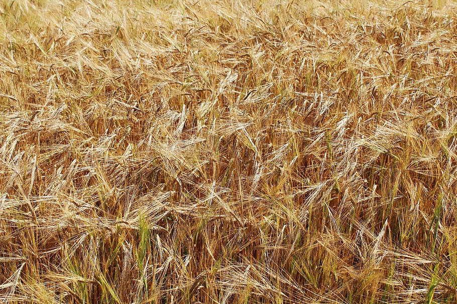 wheat, wheat fields, yellow, gold, epi, cereals, agriculture HD wallpaper