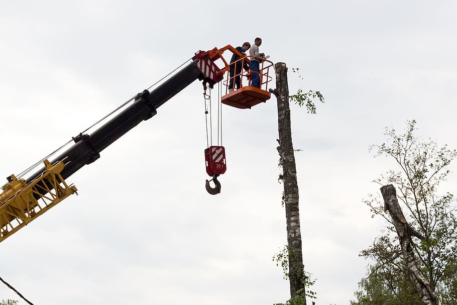 sawing, tree, birch, chainsaw, on high, working, crane, felling HD wallpaper
