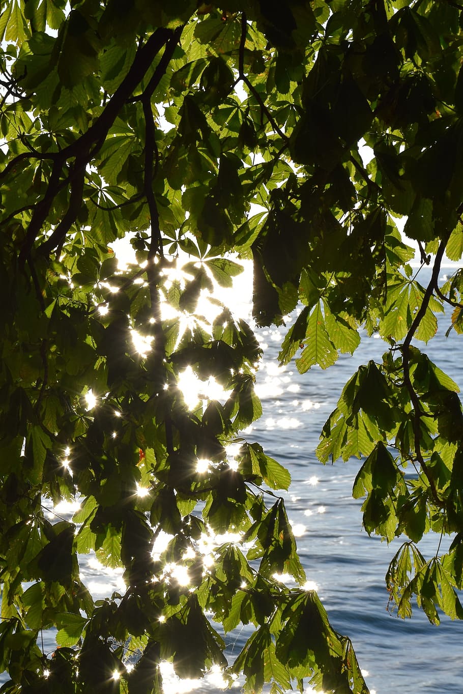 Sun, Water, Tree, Light, Leaves, Lake, lake constance, nature HD wallpaper