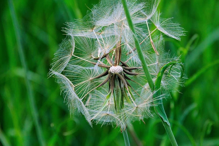 summer, macro, nature, grass, meadow, green, white, seeds, plant HD wallpaper