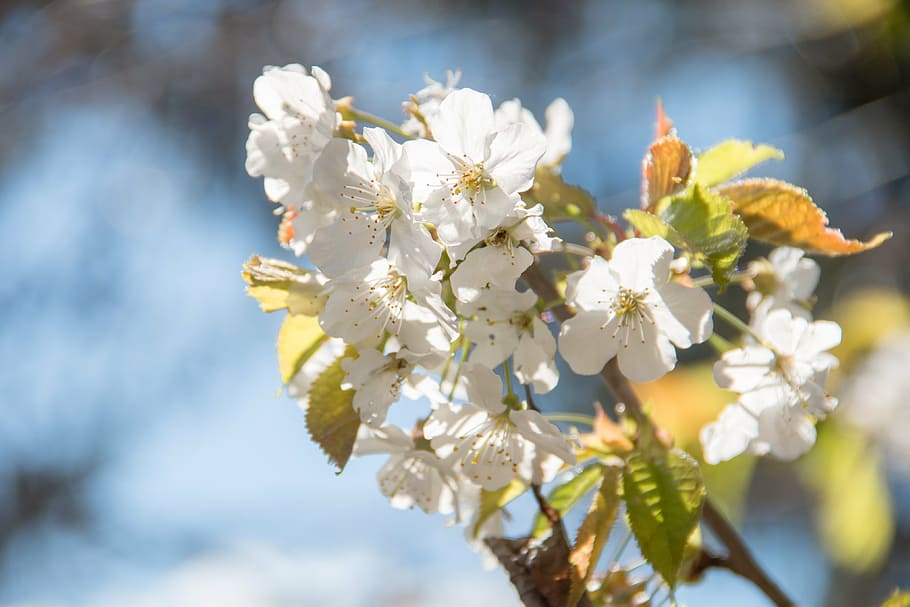flowers, spring, nature, full bloom, flowering plant, freshness HD wallpaper