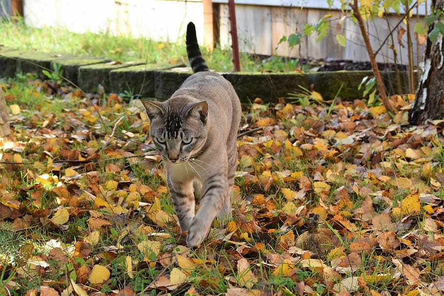 cat, fall, leaves, prowling, feline, stalking, walking, focused HD wallpaper