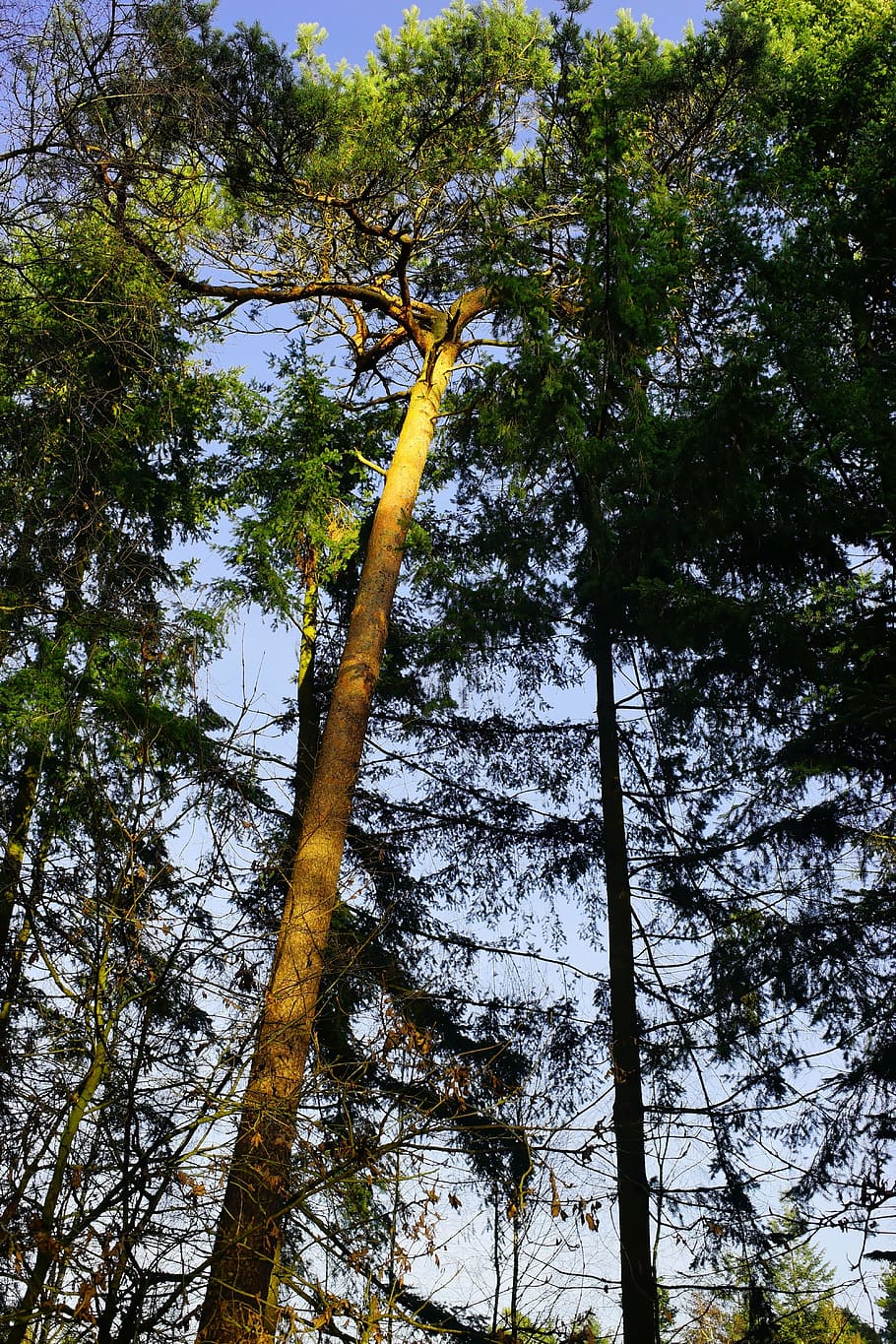 forest, trees, mood, back light, incidence of light, january HD wallpaper