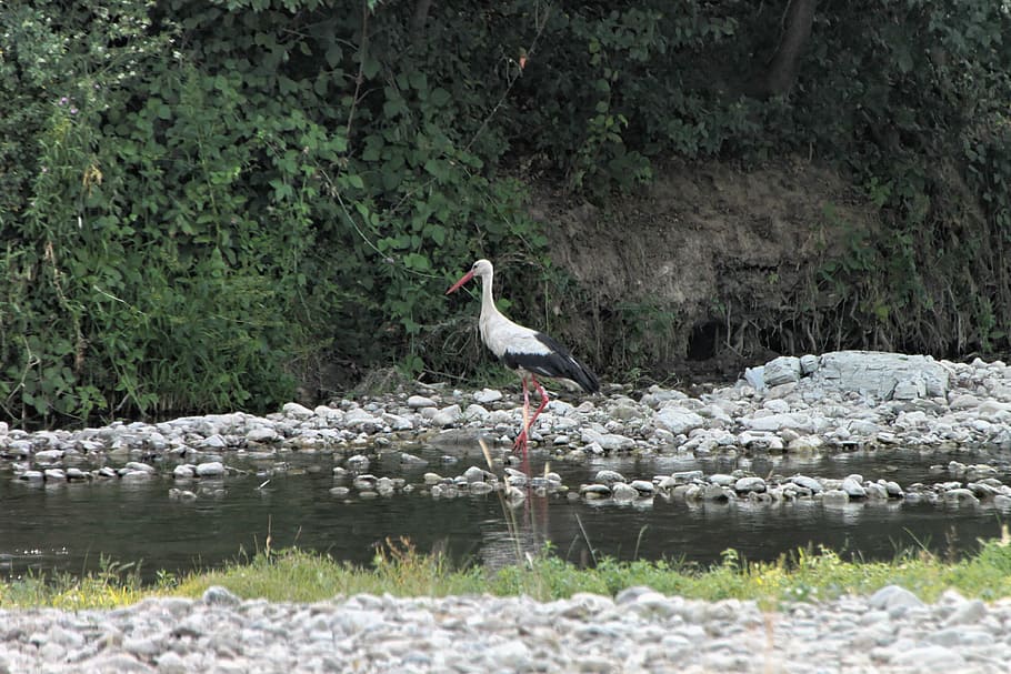 bed, river, stork, water, white, birds, animal themes, animals in the wild HD wallpaper