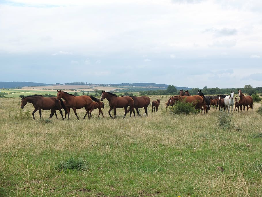 Hd Wallpaper Flock Horses Horse Herd Group Wild Horses Warmblut Warm Blooded Animals Wallpaper Flare