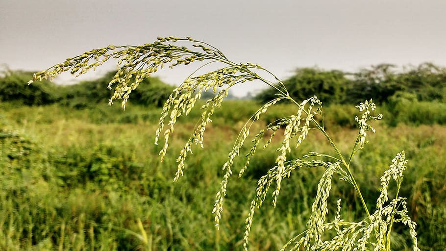weed, plant, bokeh effect, grass, park weed, growth, nature HD wallpaper