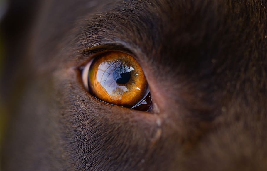 close-up photo of animal's right eye, dog, orange, labrador, mammal