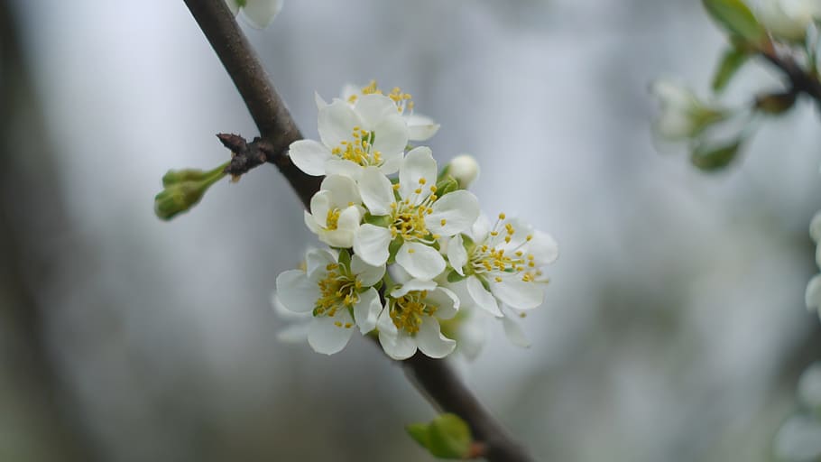 cherry, flower, closeup, blooming tree, sprig of flowers, cherry serrate HD wallpaper